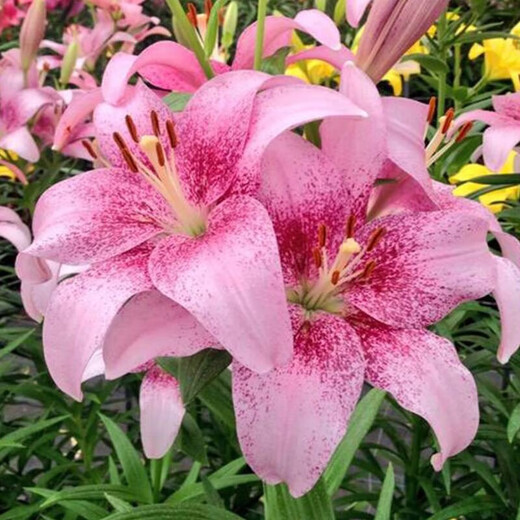 Lily bulbs, perfume lilies, bloom in all seasons and are good for feeding flowers and plants, indoor and outdoor flower seedlings, potted flower seeds, mix and match your choice of 5 balls in a package.