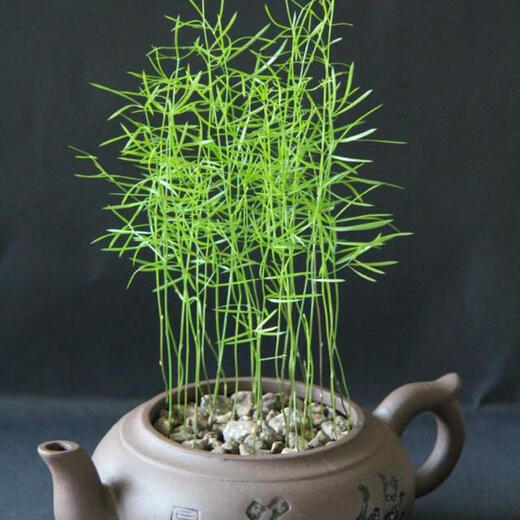 Wu Bamboo Seeds Desktop Balcony Potted Plants and Flowers Four Seasons Sowing Small Forest Dieffenbachia Hydroponic Planting Wu Bamboo Seeds 600 Capsules