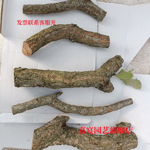 Champagne trunk underwater forest ornaments decoration pure natural water and land tank rainforest tank landscaping climbing pet turtle sun terrace 6-8 cm in diameter and 30 cm long