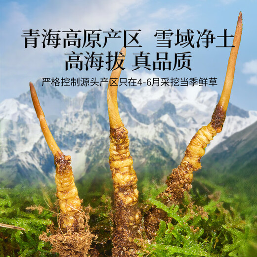 同仁堂品牌 新鲜虫草0.4-0.6克/条30条装冬虫夏草 青海源头直发包邮