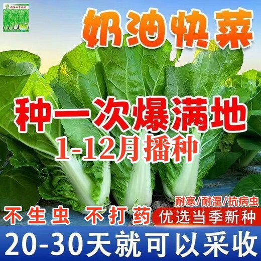 Four seasons fast vegetable seeds, creamy cabbage seeds, spring and summer water cabbage, four seasons courtyard balcony potted vegetable seeds, four seasons creamy fast vegetable seeds (no insects, no pesticides) Event Buy 3 bags + 2 bags 12555 grains + fertilizer