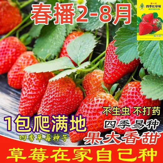 Qili Four Seasons Cream Strawberry Seeds White Cream Strawberry Seeds Spring Indoor Courtyard Balcony Potted Fruit Seeds Cream Red Strawberry 500 capsules/1 pack Best Pick