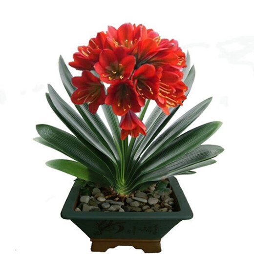 Four Seasons Clivia potted plant with buds, old seedlings, large and small seedlings, flower plants, indoor flowers and green plants, round-headed monks, Chinese red 9-11 leaves, flowering in the current year, 5 years old seedlings