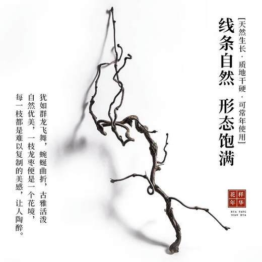咏幻龙枣干枝树枝树干装饰弯曲龙爪插花干枝侘寂艺术风干禅意干花 天然龙枣枝15885cm 一物一拍 干树枝