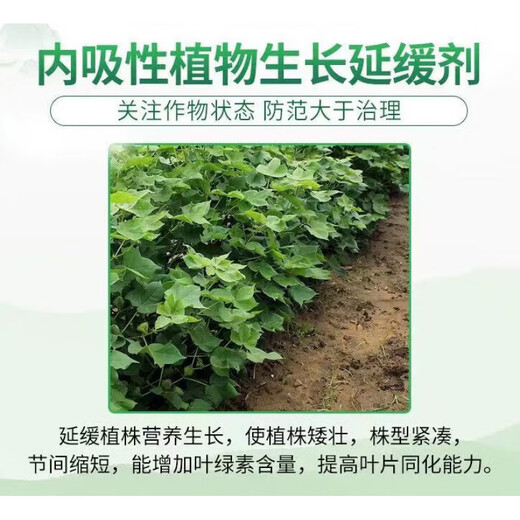 Guoguang methylphenidate, methylphenidate, methylphenidate, methylphenidate, cotton dwarf, growth-retarding, plant-derived pesticide growth regulator 200ml