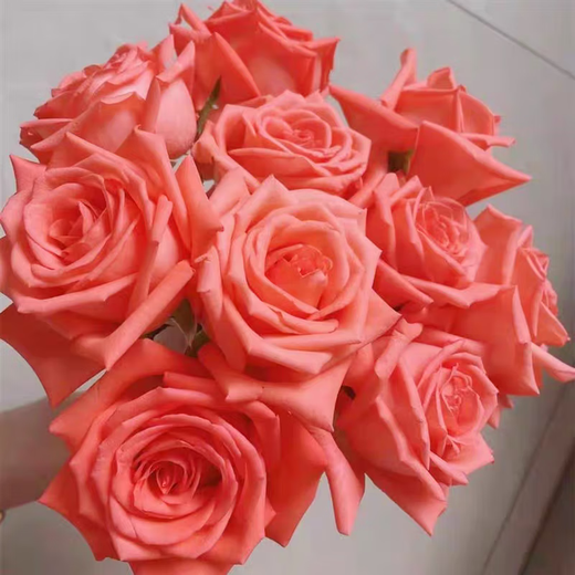 Rose Flower Shop's same flower Kunming base direct birthday fresh-cut bouquet vase Chinese Valentine's Day gift 8+2 pink roses (loss prevention, no after-sales service)