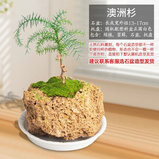 Absorbent stone flowerpot, natural strange stone, absorbent stone, upper water stone, original stone, stone pot, calamus, succulent potted plant, bonsai micro-scape, 13-17cm stone pot + Australian fir, package one