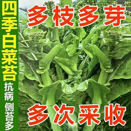 Cuatro temporadas de semillas de musgo de repollo se pueden cosechar semillas cardíacas de repollo de repollo temprano se pueden cosechar muchas veces con alto rendimiento y semillas de vegetales resistentes a las enfermedades. Semillas de musgo de repollo de división temprana [muchas ramas laterales 1 paquete de semillas [aproximadamente 1049 piezas] + fertilizante