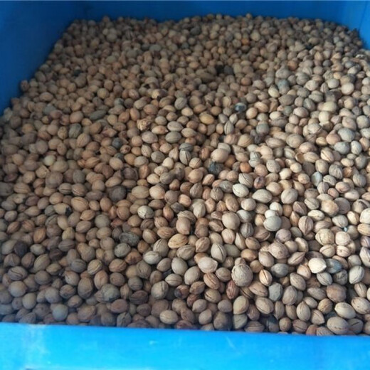 Wholesale bee sugar plum seeds are delicious, sweet and sour, simple and easy to grow plum seeds, delicious and good bee sugar plum seeds (new species), selected mixed colors, half a pack of about 2 seeds