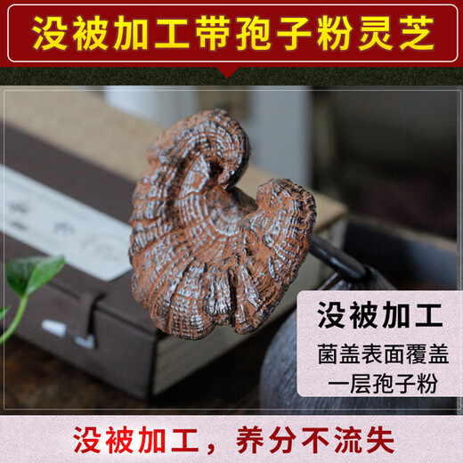 遇芝缘紫灵芝正品云南深山半野生紫芝带孢子粉不苦野芝可煲汤泡酒煮茶 整个500克（4-5个）