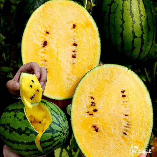 Dayu Yellow Heart Watermelon Seed Seedlings, Early Mature, Yellow Skin, Red Flesh, Yellow Flesh, Special Xiaofeng Watermelon Seeds, Southern Fruit, Yellow Flesh, Xiaofeng Watermelon Seeds, 10 capsules