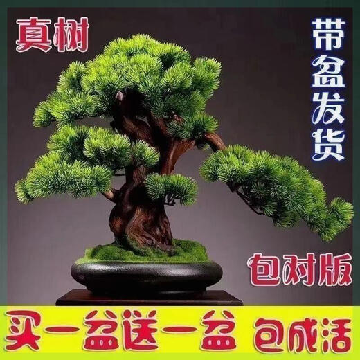 Buy one for two Yingke pine bonsai flowers indoor and outdoor four-season evergreen and cold-resistant pine pot green plants. The shopkeeper recommends 14-year-old seedlings. Two plants come in pots + fertilizer 30cm (inclusive) - 40cm (inclusive)