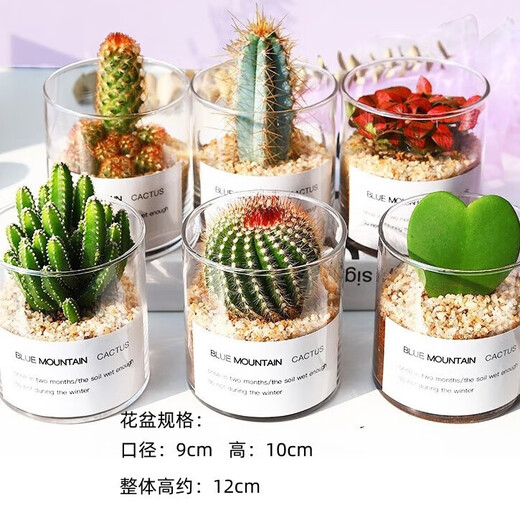 Succulent plant cactus potted indoor succulent cactus small potted flowering cute desktop green plant gold crown + glass pot + gold sand + nutrient soil with pot