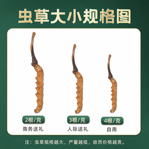 Cordyceps sinensis cordyceps sinensis tibetanische schneebedeckte cordyceps 2 Gramm Trockenwaren Cordyceps Geschenk 60 gute Produkte 60 Geschenkboxen [Spezifikationen 3 Gramm 1 Gramm]