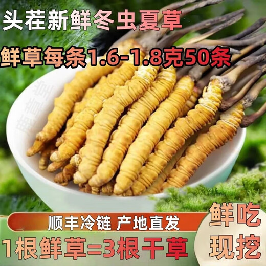 鹿章堂2025新鲜冬虫夏草头茬虫草顺丰冷链产地直发精选新鲜大草 西藏鲜虫草每条1.6-1.8克50条装