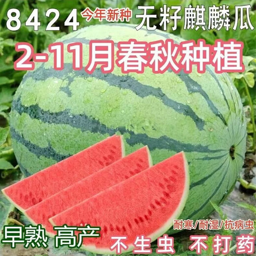 8424 Kirin watermelon seeds, seedless, high-yielding rock sugar, lazy watermelon seeds, southern four-season vegetable and fruit seeds, Huayu original color pack, 3 packs, about 150 capsules