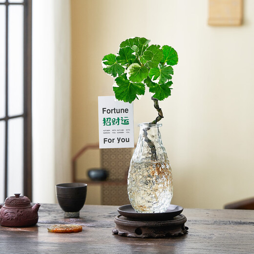 Linya hydroponic round-leaf Phlox truncatula Qianduoduo potted plants living room desktop water-cultured green plants square bottle straight from the source