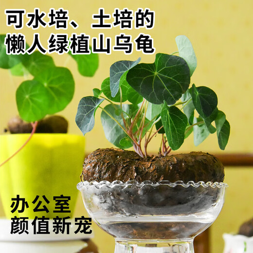 Mountain Turtle Plant Golden Potted Red Vine Blood Vine Hydroponic Bonsai Climbing Vine Indoor Desktop Succulent Green Plant Flowers Diameter 4-6cm 1 Red Vine Mountain Turtle + Gift