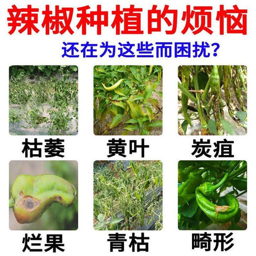 Zhonggu Nongkang (ZGNK) pepper special fungicide, agricultural disinfection and sterilization virus, anthrax disease, rolled leaf dead seedlings, rotten roots and rot fungicides, pepper pathogen cleaner 8 bags, the first choice for large growers
