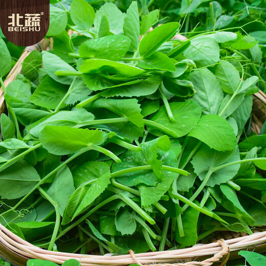 Beishu Pea Tip Seeds Needless Pea Sprouts Large Leaf Spring Four Seasons Rapeseed Needless Pea Tip Seeds 100g
