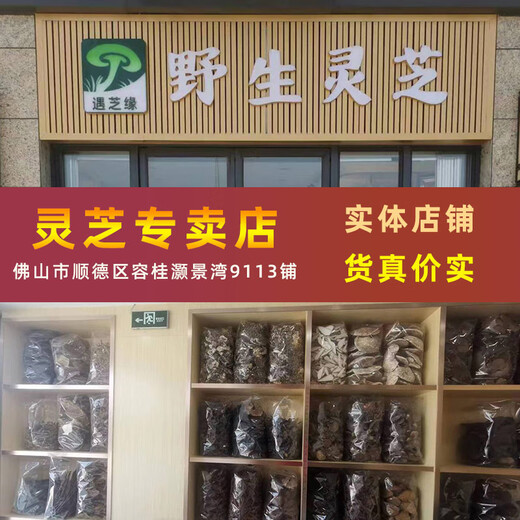 遇芝缘紫灵芝正品云南深山半野生紫芝带孢子粉不苦野芝可煲汤泡酒煮茶 整个500克（4-5个）