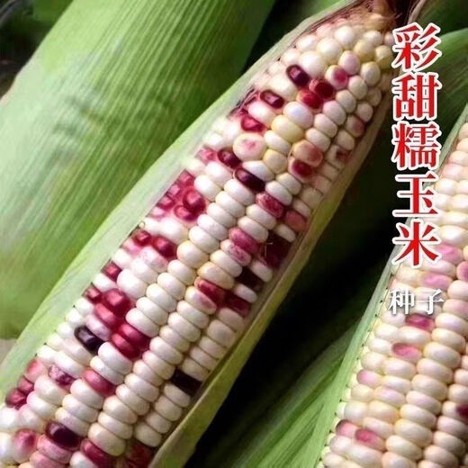 National Approval Super Sweet Colorful Waxy Corn Seeds Flowery Waxy Corn Seeds Colorful Cloud Sweet Waxy Corn Farmers High Yield National Approval Colorful Waxy Corn Seeds 2 Packs About 100 Grains
