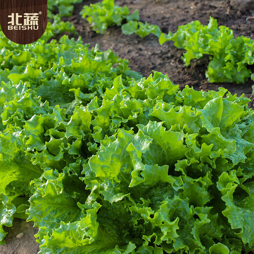 Beishu lettuce seeds, four-season home planting vegetable seeds, balcony planting, Zhuo Crisp glass lettuce seeds, about 2,000 pieces