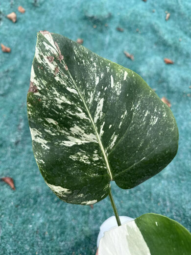 Белый монстр Monstera Yin-Yang Белый черепаховый зеленый растение горячее растение горячее растение Jinhua Plant Internet Plain Leaf Leaf Doszlant Один из них один выстрел № 187 3884 Листья Инь-Ян Петли Старые листья разбиты, горшок
