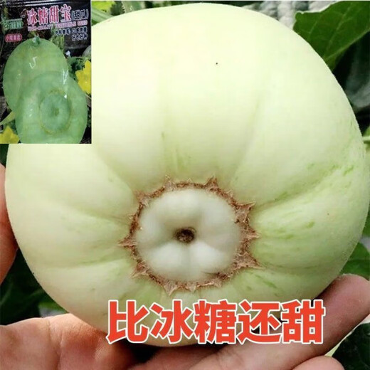 Tianfen super sweet Japanese sweet treasure melon seed with high sugar, spring early maturity and high yield melon fruit can be eaten raw in four seasons potted melon thin skin Japanese melon seeds 200 capsules/2 packs + fertilizer grains