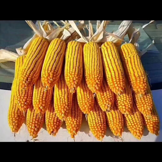 East Asia small steel gun Dongdan 1331 corn seed original first generation hybrid corn seed storage corn seed 2 bags/Dongdan 1331-about 6000 grains per bag