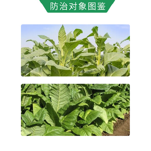 Yiershuangfeng 30.2% bud inhibitor tobacco topping inhibits axillary bud growth, tissue cell division, plant growth regulator 500g