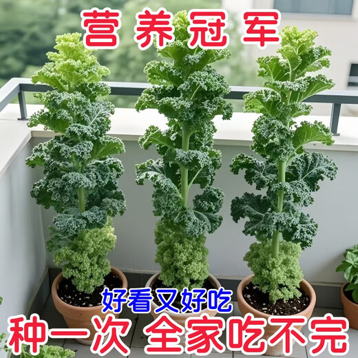 Tianfen kale seeds, four-season balcony cold-resistant edible olive vegetables, easy-to-grow potted high-calcium vegetable seeds in the field, high-nutrition green kale seeds, 100 capsules