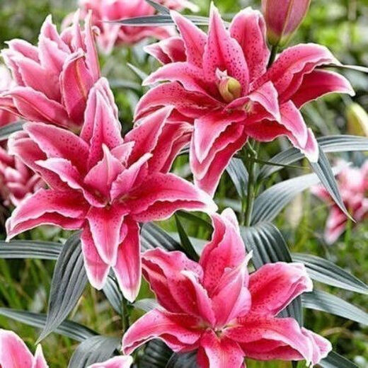 Lily bulbs, perfume lilies, bloom in all seasons and are good for feeding flowers and plants, indoor and outdoor flower seedlings, potted flower seeds, mix and match your choice of 5 balls in a package.