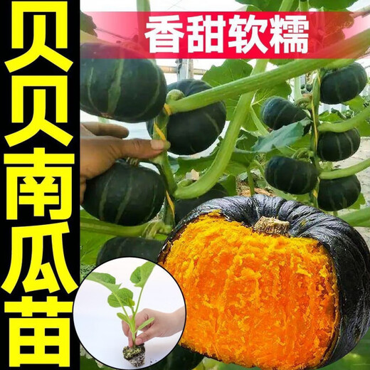 Authentic Chestnut Flavor Real Beibei Pumpkin Seedlings with Soil for Four Seasons Potted Honey Old Pumpkins, Take 3 + 3 Trees (6 Plants in Total) (Grade A) Beibei Pumpkin Seedlings (Strong Seedlings)