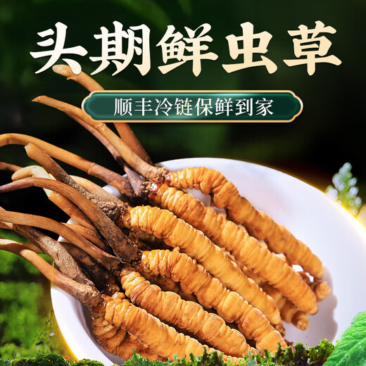 雷允上 冬虫夏草 头期新鲜虫草 生态繁育 冷鲜配送【鲜虫草不支持退货】 30条（1-1.2g/条）