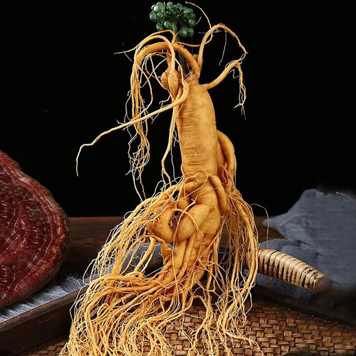 Changbaishan ginseng small fresh ginseng single branch wine soaked fresh ginseng supplement 6-10 grams of soup and wine ingredients Rich in ginseng saponin A