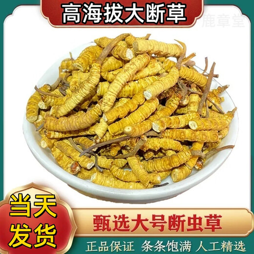 正品虫草冬虫夏草大断草高海拔断虫草2025头茬新自用大号断虫草 那曲高海拔断虫草20克装