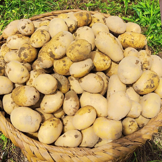 Banshu Fresh Potatoes Guizhou Specialty Alpine Potatoes Potatoes Yellow Skin Yellow Heart Potatoes Farm Homegrown Vegetables Yellow Skin Potatoes 5Jin Jin equals 0.5kg (net weight)