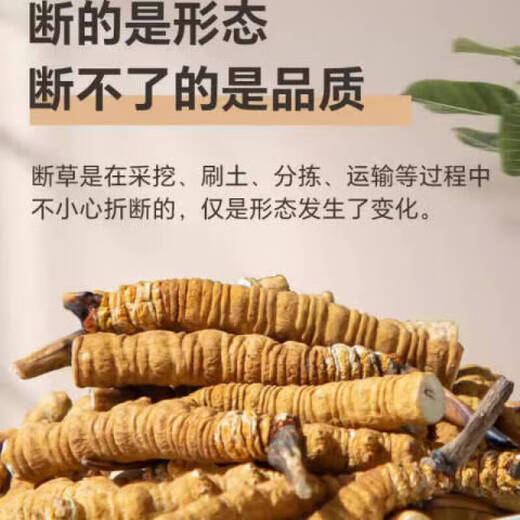 Cordyceps sinensis selection of Cordyceps sinensis gift box tonic for Cordyceps sinensis pure meat festival wine nutritional products 10 grams of pure meat section Cordyceps sinensis [11 grams in total]