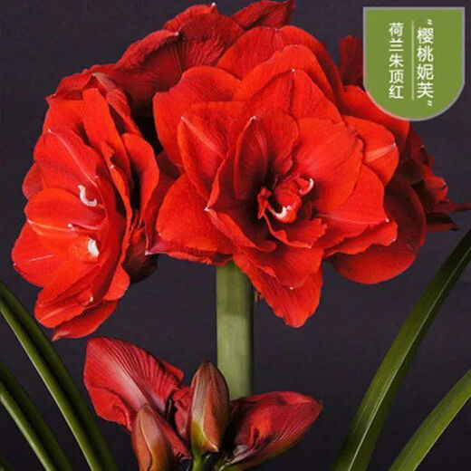 Imported amaryllis seed bulbs, large ball potted flower seedlings, double amaryllis seeds with buds for all seasons, green plants and flowers 9. Green field bulb circumference 15-18cm