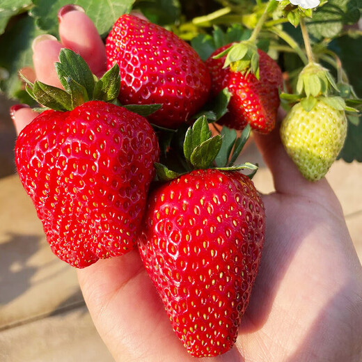 Qili Four Seasons Cream Strawberry Seeds White Cream Strawberry Seeds Spring Indoor Courtyard Balcony Potted Fruit Seeds Cream Red Strawberry 500 capsules/1 pack Best Pick
