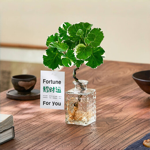 Linya hydroponic round-leaf Phlox truncatula Qianduoduo potted plants living room desktop water-cultured green plants square bottle straight from the source