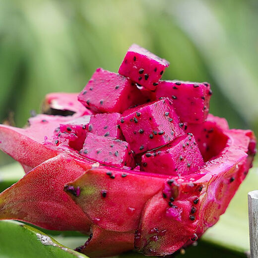 Hainan Red Heart Pitaya Jindu No. 1 Pack Freshly Picked and Freshly Picked, Boxed 2Jin Jin is equal to 0.5kg (single fruit 200g+)