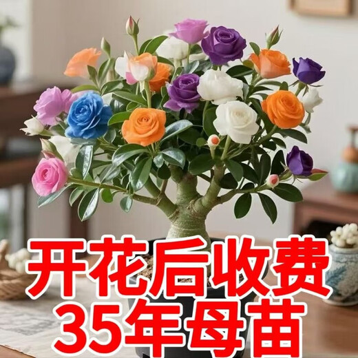 New desert rose, double petals, large flowers, strong fragrance, succulent rose flower plant, easy to live in all seasons, easy to raise for lazy people, clearance, double petals, atmospheric red, 8-year-old seedlings, 1 pot/original soil, original pot, guaranteed to survive