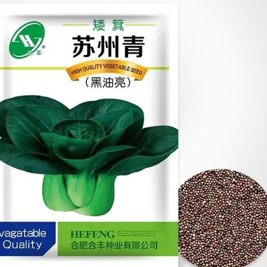 Shanghai green seeds for all seasons, small green vegetables, chicken feathers, fast vegetable varieties, small cabbage, rapeseed, heat, humidity and cold resistant, for field use, original black big-headed Suzhou green seeds, about 1200 capsules, 1 pack