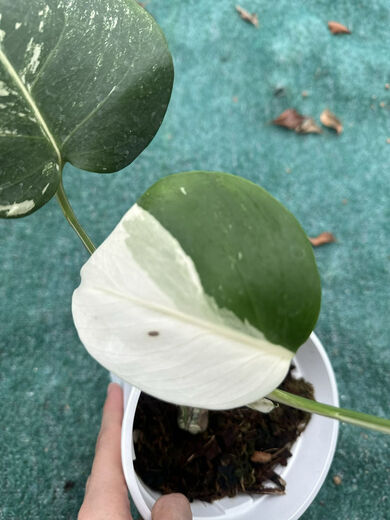 Белый монстр Monstera Yin-Yang Белый черепаховый зеленый растение горячее растение горячее растение Jinhua Plant Internet Plain Leaf Leaf Doszlant Один из них один выстрел № 187 3884 Листья Инь-Ян Петли Старые листья разбиты, горшок