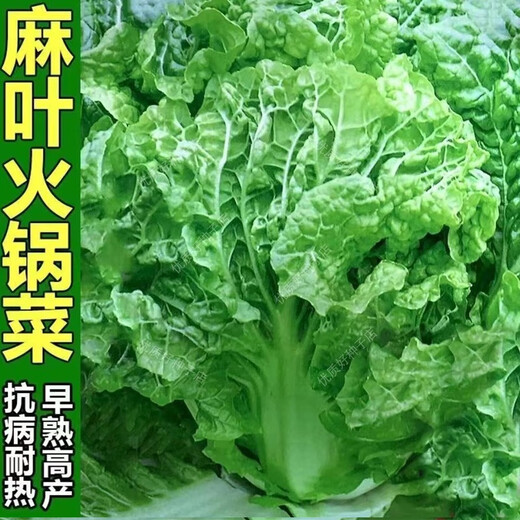 Hot pot cabbage seeds, wrinkled leaves, gluten-free, high-yielding and disease-resistant, spring, summer and autumn, field hemp leaf, cabbage seed vegetable seeds, Jin Wangjie hemp leaf hot pot vegetable seeds, 1 pack, about 1800 pieces