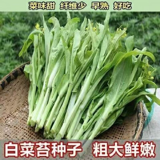 Cuatro temporadas de semillas de musgo de repollo se pueden cosechar semillas cardíacas de repollo de repollo temprano se pueden cosechar muchas veces con alto rendimiento y semillas de vegetales resistentes a las enfermedades. Semillas de musgo de repollo de división temprana [muchas ramas laterales 1 paquete de semillas [aproximadamente 1049 piezas] + fertilizante