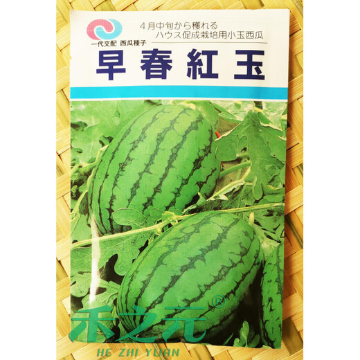 Early Spring Ruby Watermelon Seeds Japanese Fruit Seeds Four Seasons Sowing Super Sweet Small Watermelon Seeds Spring Japanese Imported Early Spring Ruby No. 2 200 Original