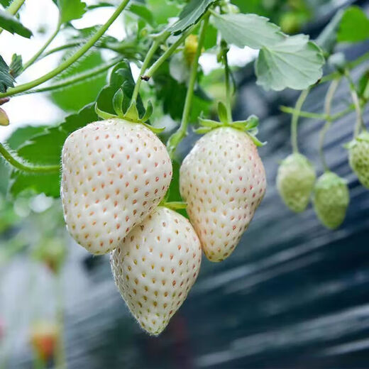 Qili Four Seasons Cream Strawberry Seeds White Cream Strawberry Seeds Spring Indoor Courtyard Balcony Potted Fruit Seeds Cream Red Strawberry 500 capsules/1 pack Best Pick